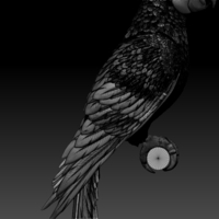 parrot - Thumbnail 8