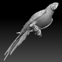 parrot - Thumbnail 10