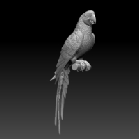parrot - Thumbnail 11