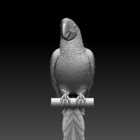 parrot - Thumbnail 12