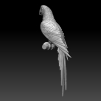 parrot - Thumbnail 13