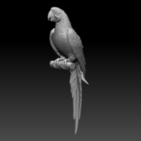parrot - Thumbnail 14