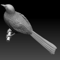 magpie - Thumbnail 1