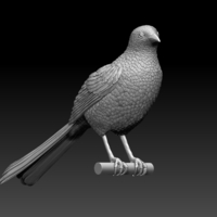 magpie - Thumbnail 3