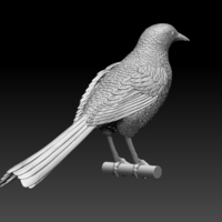 magpie - Thumbnail 5