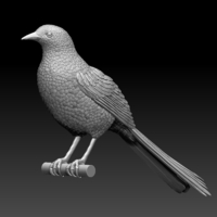 magpie - Thumbnail 6