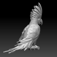 parrot - Thumbnail 5