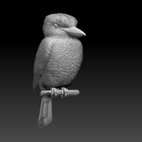 Blue Winged Kookaburra - Thumbnail 2