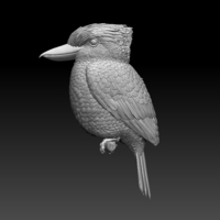 Blue Winged Kookaburra - Thumbnail 3