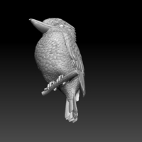 Blue Winged Kookaburra - Thumbnail 5