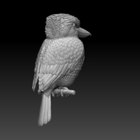Blue Winged Kookaburra - Thumbnail 6