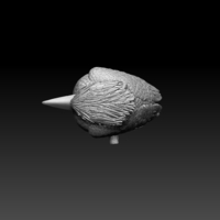 Blue Winged Kookaburra - Thumbnail 8