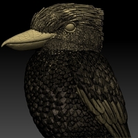 Blue Winged Kookaburra - Thumbnail 9