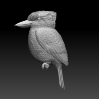 Blue Winged Kookaburra - Thumbnail 10
