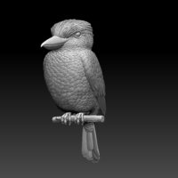 Blue Winged Kookaburra - Thumbnail 11