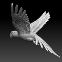 parrot - Thumbnail 7