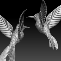 colibri humming bird - Thumbnail 3