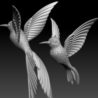 colibri humming bird - Thumbnail 6