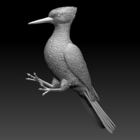 woodpecker - Thumbnail 2