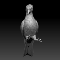 woodpecker - Thumbnail 4
