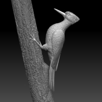 woodpecker - Thumbnail 6