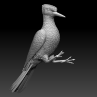 woodpecker - Thumbnail 7