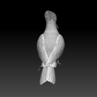 woodpecker - Thumbnail 8