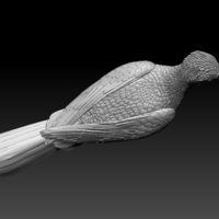 woodpecker - Thumbnail 9