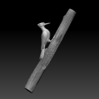 woodpecker - Thumbnail 10