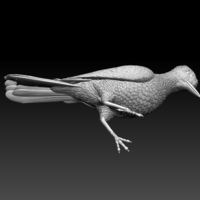 woodpecker - Thumbnail 11