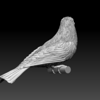 bee-eater - Thumbnail 1