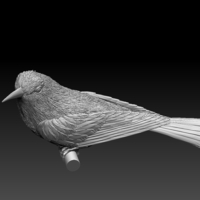 bee-eater - Thumbnail 2