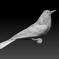 bee-eater - Thumbnail 3