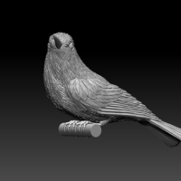 bee-eater - Thumbnail 4