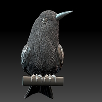 bee-eater - Thumbnail 6