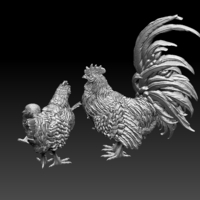 chick hen rooster - Thumbnail 2