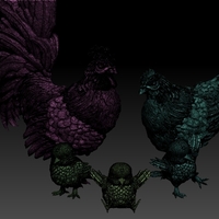 chick hen rooster - Thumbnail 4