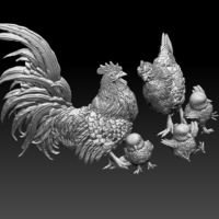 chick hen rooster - Thumbnail 6