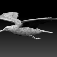 seagull - Thumbnail 1