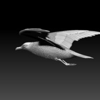 seagull - Thumbnail 6