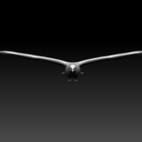 seagull - Thumbnail 8