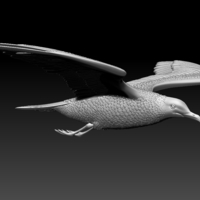 seagull - Thumbnail 12