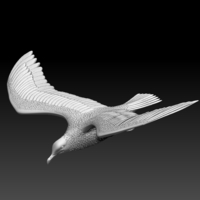 seagull - Thumbnail 13