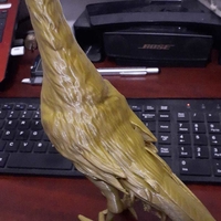 ROOSTER GALLO DE PELEA - Thumbnail 12