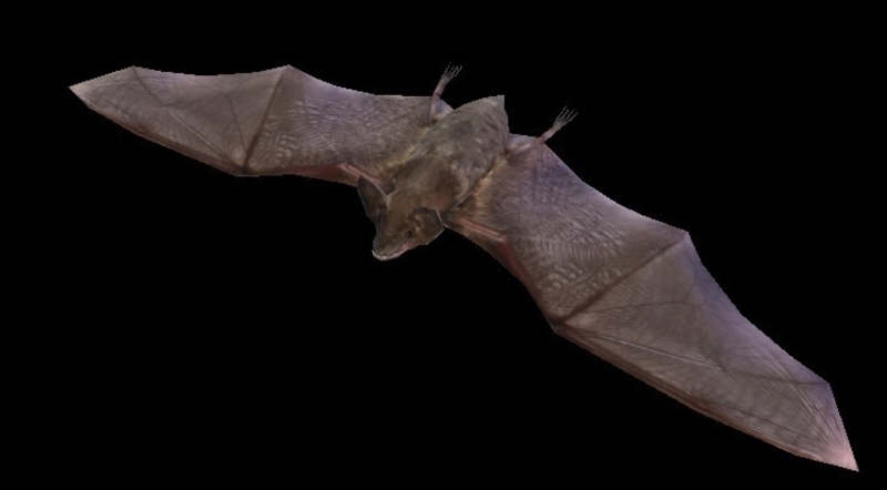 Black Bat