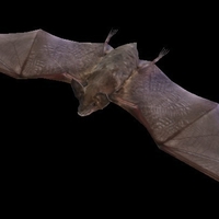 Black Bat - Thumbnail 1