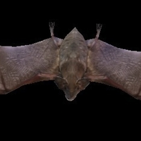 Black Bat - Thumbnail 2