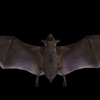 Black Bat - Thumbnail 3