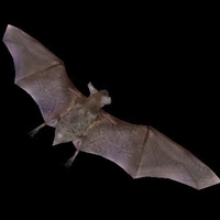 Black Bat - Thumbnail 4