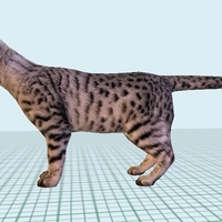 American Short hair - Thumbnail 1